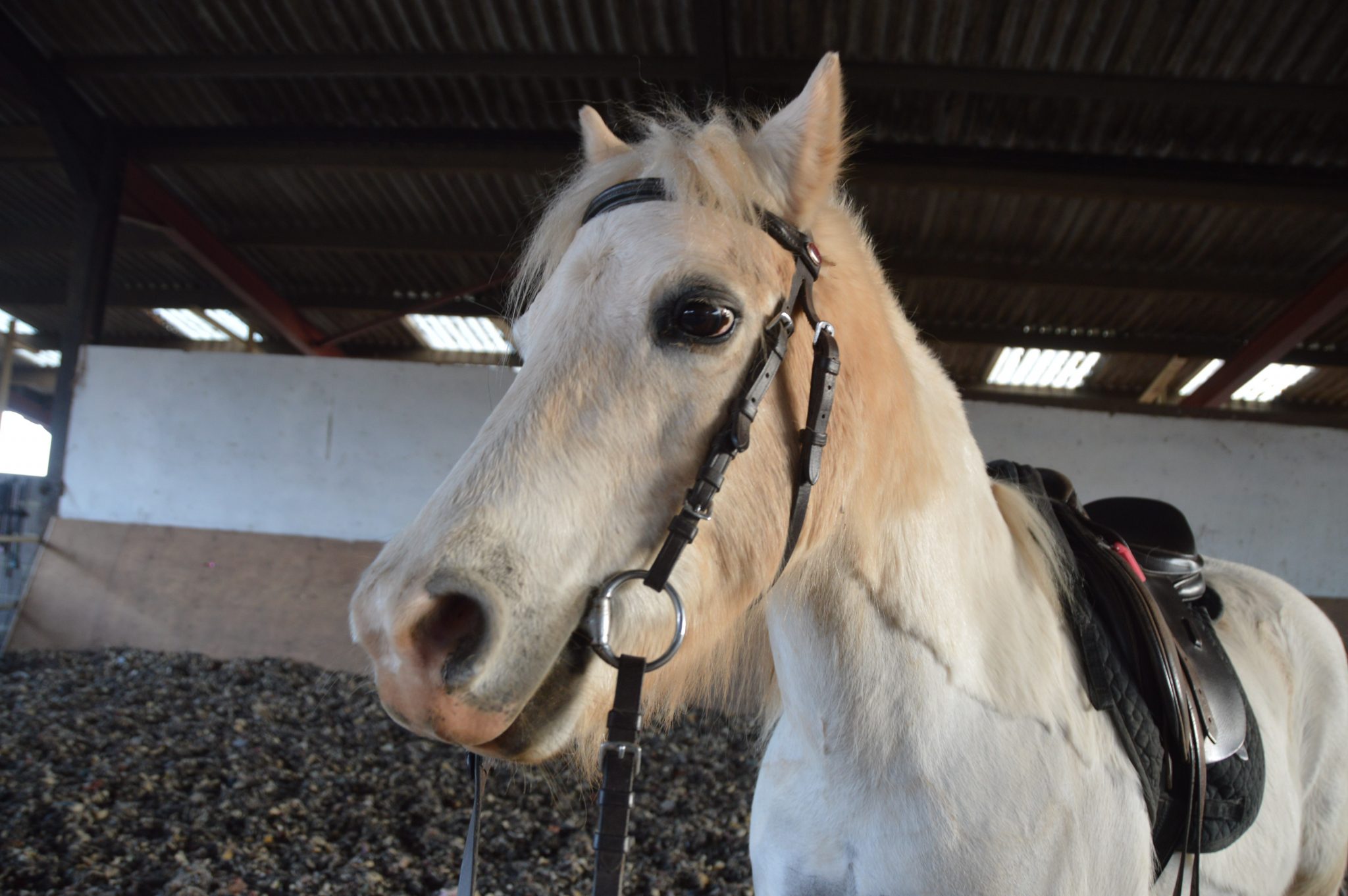 Our horses Flying Start Riding Centre